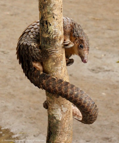Qui sommes-nous ? - PANGOLIN